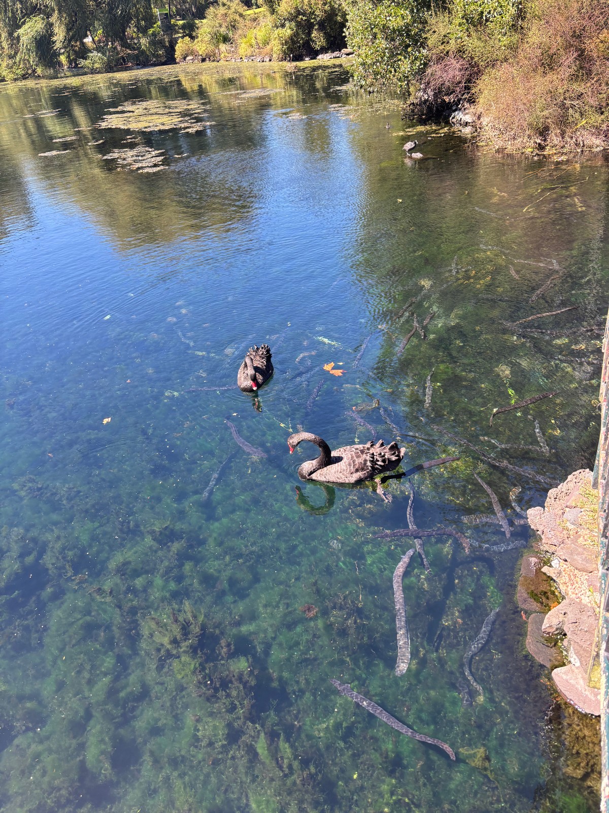 Some swans...oh and a couple eels